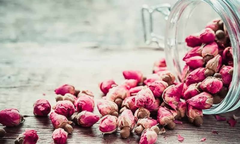 غنچه گل محمدی داراب مناسب بازار عمده و صادرات